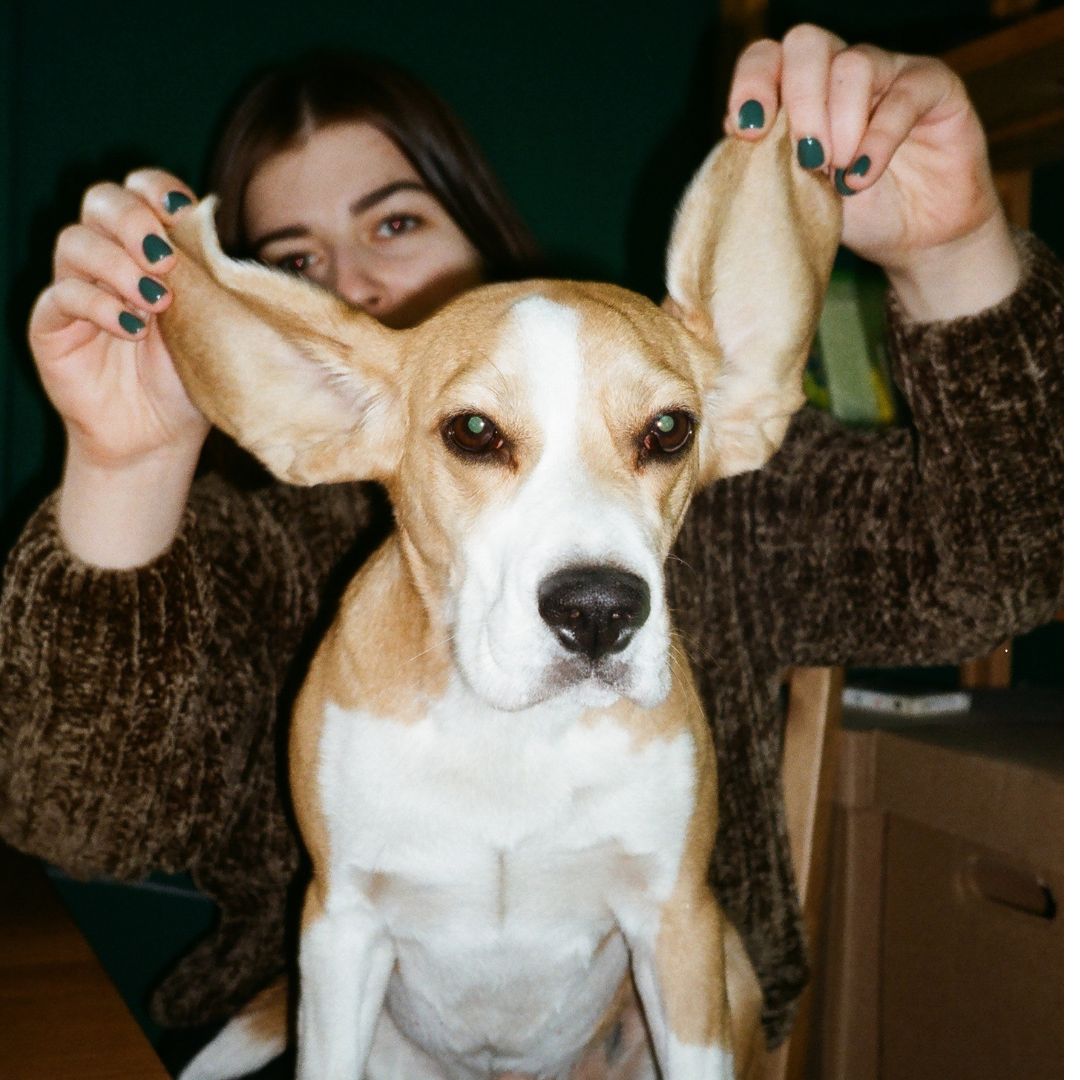 איך להימנע מדלקות אוזניים אצל כלבים – פתרונות טבעיים ואפקטיביים